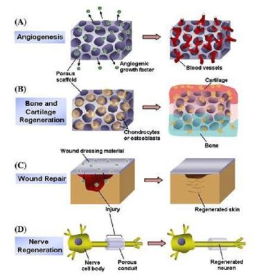  Alginate 驚豔醫療界！其應用橫跨組織再生與藥物載送？