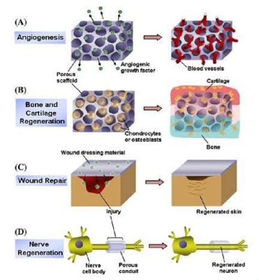  Fibrin: 應用於組織再生和藥物遞送的天然多功能材料！